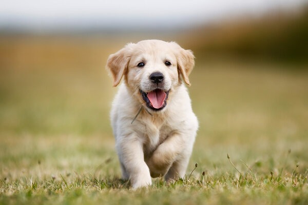 Happy golden retriever puppy Royalty Free Stock Photos