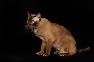 purebred kedi