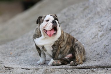 safkan bulldog