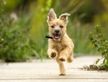 Cairn terrier yavrusu