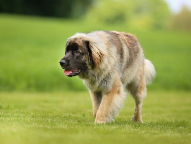 safkan leonberger köpek