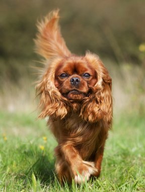 Safkan Cavalier King Charles Spaniel köpek