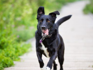 Siyah labrador çalıştıran