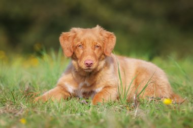Nova scotia duck tolling retriever köpek yavrusu