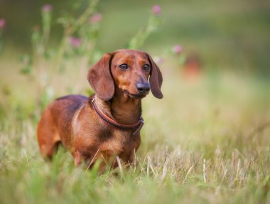 Safkan dachshund köpek