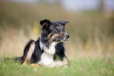 sınır collie köpek