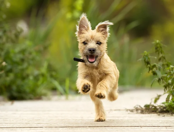 Cairn Terrier Puppy — Stock Photo, Image