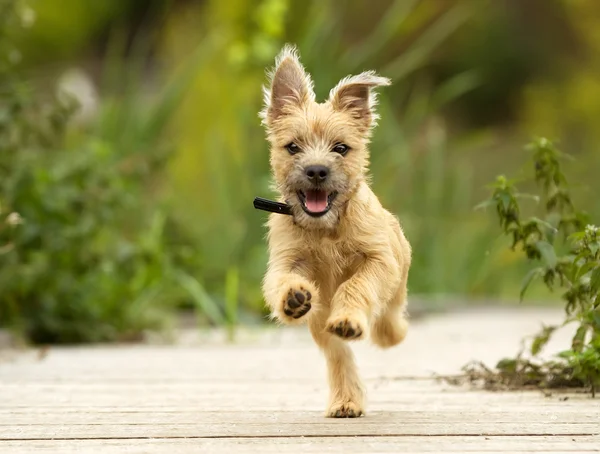 Cairn terrier cachorro — Fotografia de Stock