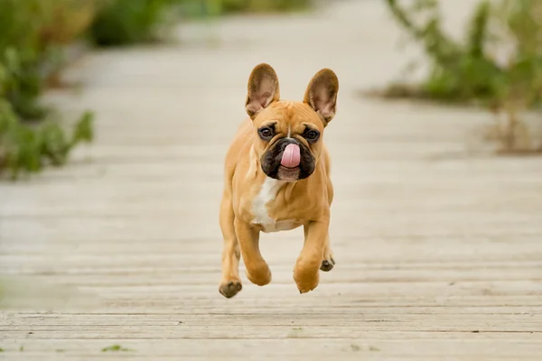 Correndo cachorro bulldog francês — Fotografia de Stock