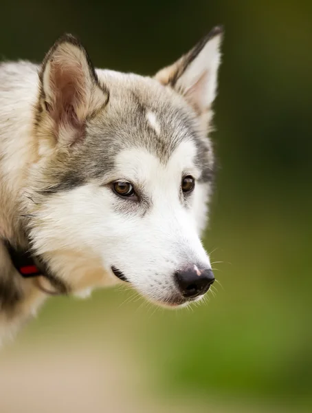 ใบหน้าของสุนัขอลาสก้า Malamute — ภาพถ่ายสต็อก