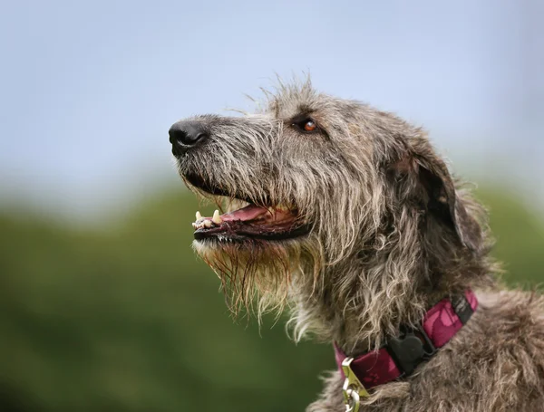 Irish Wolfhound dog — Stock Photo, Image