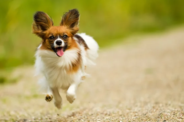 สุนัขปาปิลลอน — ภาพถ่ายสต็อก
