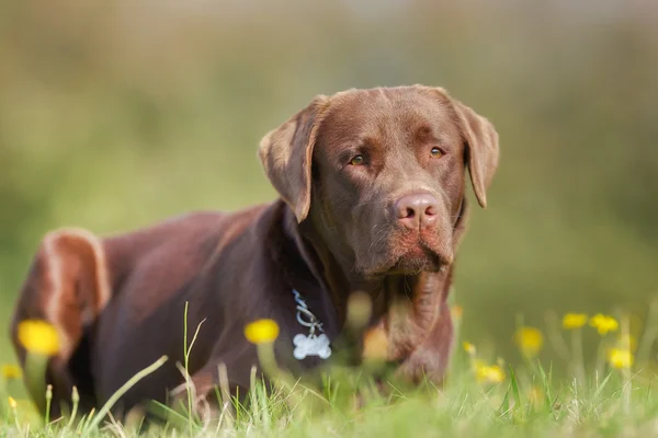 Labrador marrón — Foto de Stock