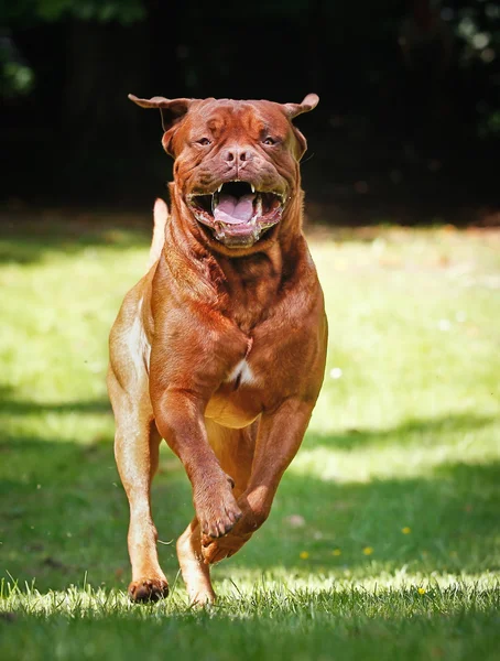 Ranskalainen mastiffi juoksee kohti kameraa — kuvapankkivalokuva