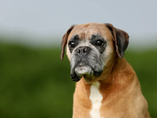 Cão boxer de raça pura — Fotografia de Stock