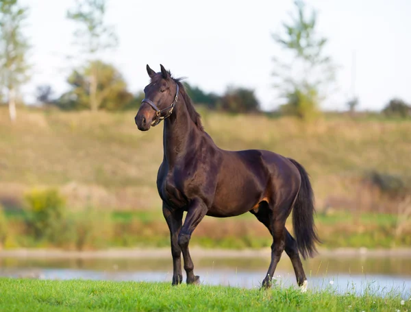 Adult Brown Horse — Stock Photo, Image