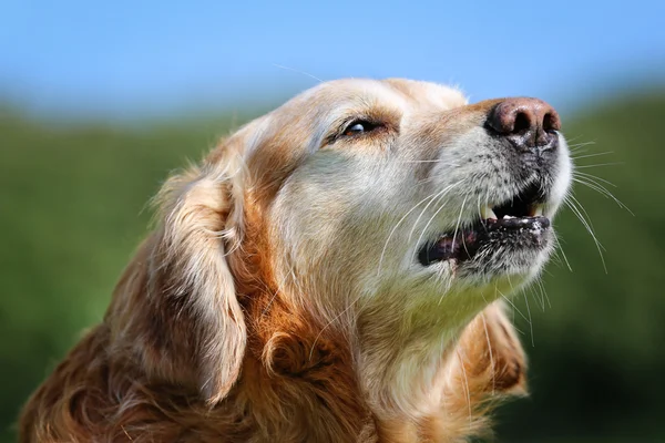 Golden retriever köpeği — Stok fotoğraf