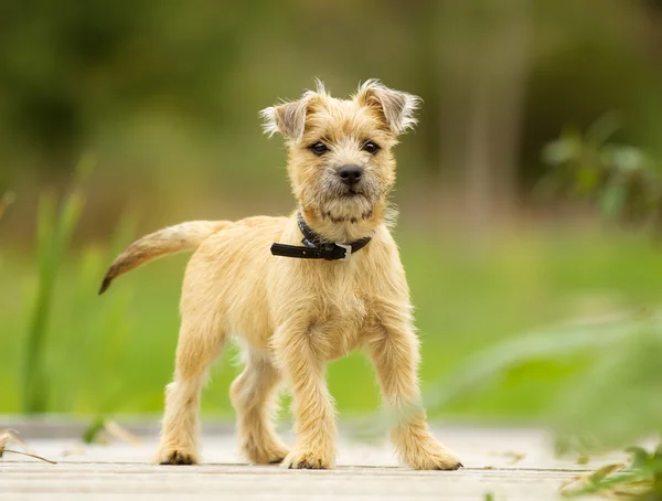 Cairn terrier cachorro — Fotografia de Stock