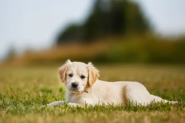 血統の子犬 — ストック写真