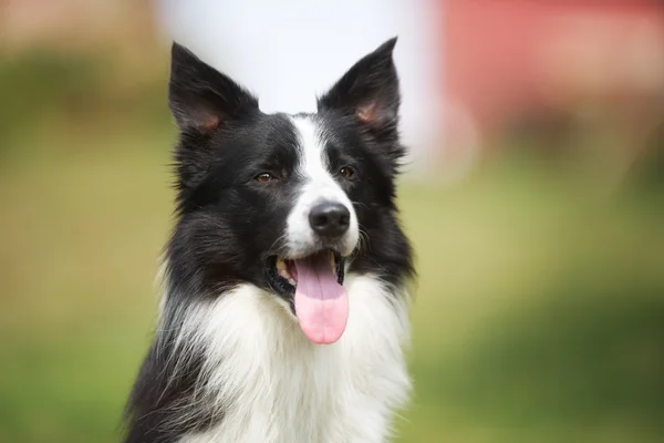 Border collie สุนัขที่มีลิ้นติดออก — ภาพถ่ายสต็อก