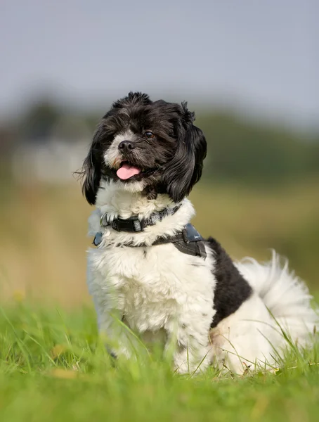 Shih Tzu dog — Stock Photo, Image