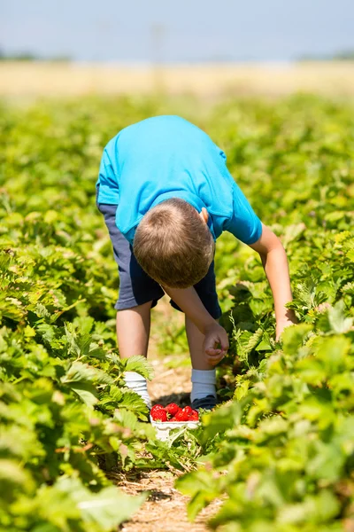Ung pojke plocka jordgubbar — Stockfoto