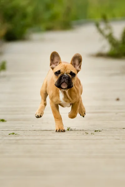 Französische Bulldogge läuft — Stockfoto