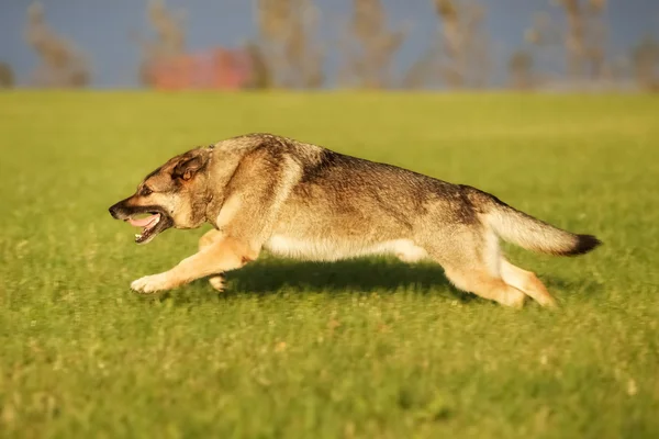 Erwachsener Schäferhund — Stockfoto