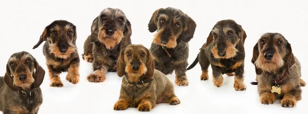 Yedi wirehaired dachshund köpekler — Stok fotoğraf