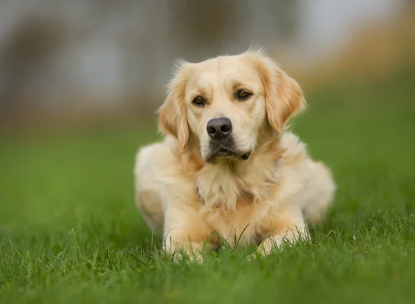 Golden retriever hund solig dag — Stockfoto