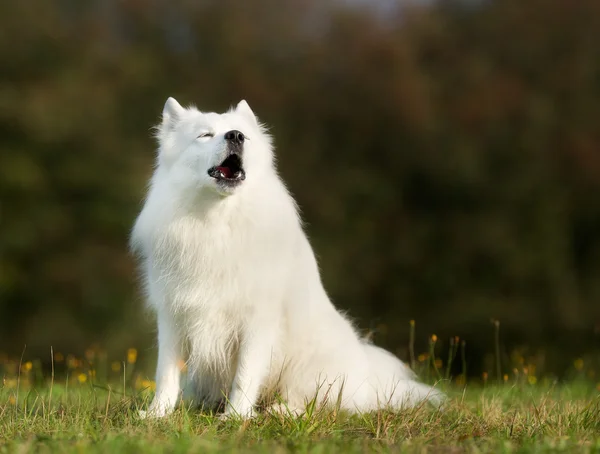 Γενεαλογία samoyed σκυλί — Φωτογραφία Αρχείου