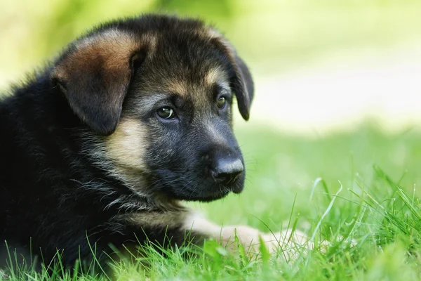 Gezicht van Duitse herder pup — Stockfoto