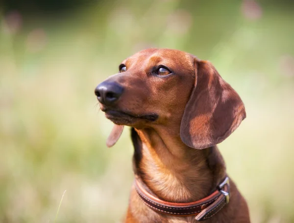 Kahverengi dachshund köpeği — Stok fotoğraf