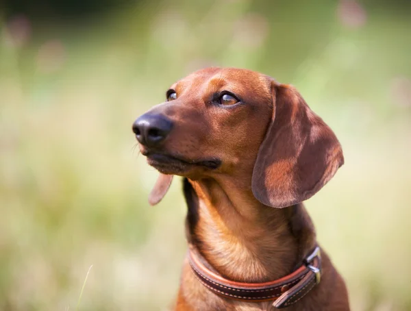 Cane bassotto marrone — Foto Stock