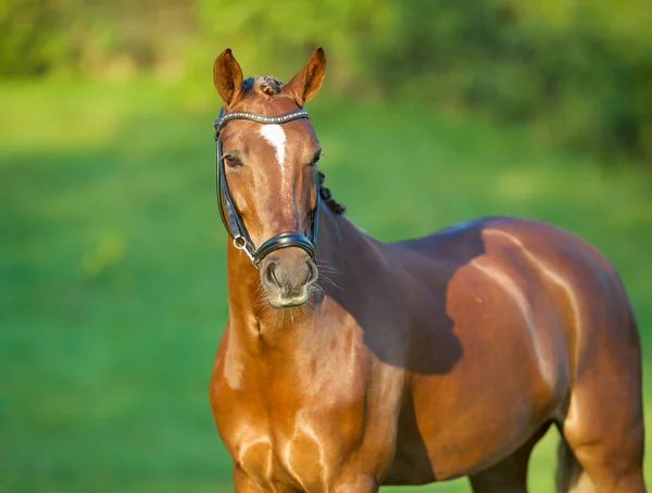 Brown horse — Stock Photo, Image