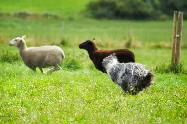 Бородатая граница пасут двух овец — стоковое фото