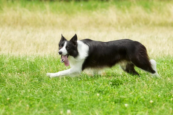 Running border collie — Stock Photo, Image