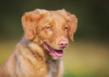 Nova scotia duck tolling retriever köpek yavrusu