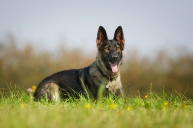 Alman çoban köpeği.