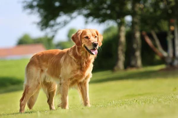 Golden retriever dog — Stock Photo, Image