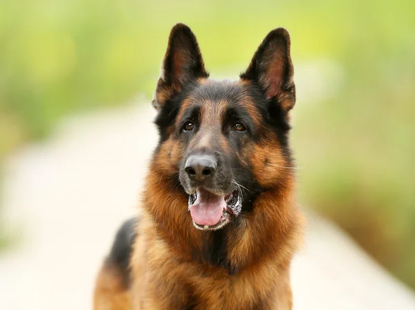 Cão pastor alemão adulto — Fotografia de Stock