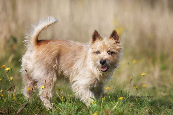 Cane Cairn Terrier marrone chiaro — Foto Stock