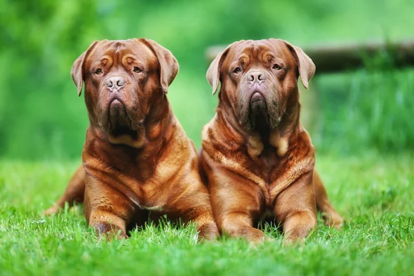 İki kahverengi bordeaux mastiffs — Stok fotoğraf