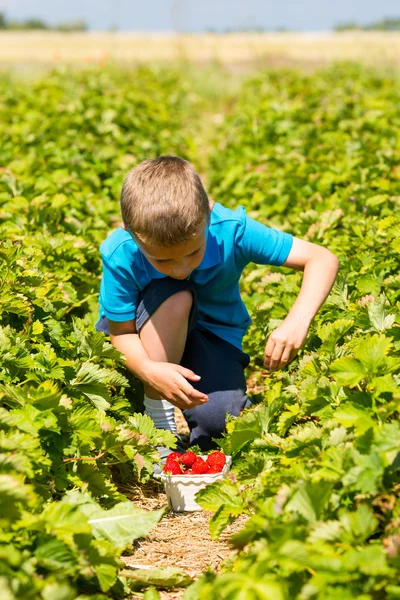 Junge im Erdbeerfeld — Stockfoto