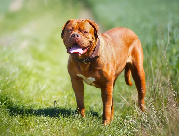 Franse mastiff — Stockfoto