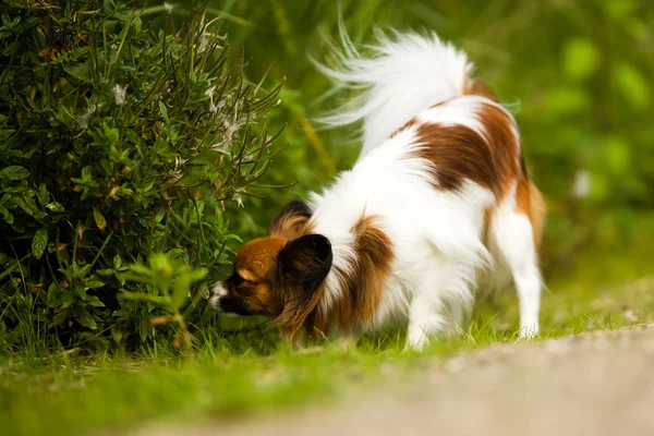 パピヨン犬をスニッフィング — ストック写真