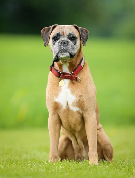 Rasechte boxer hond — Stockfoto