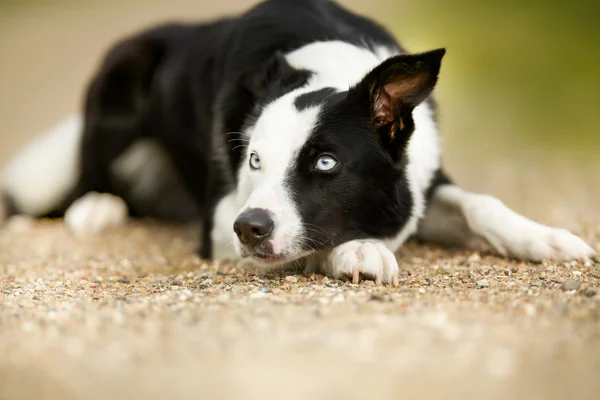 Border collie dog — Stock Photo, Image