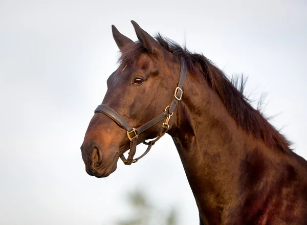 Brown horse — Stock Photo, Image