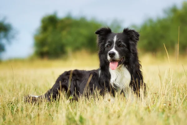 Purebred border collie on a summer day — Stock Photo, Image